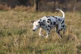 DALMATIEN 428